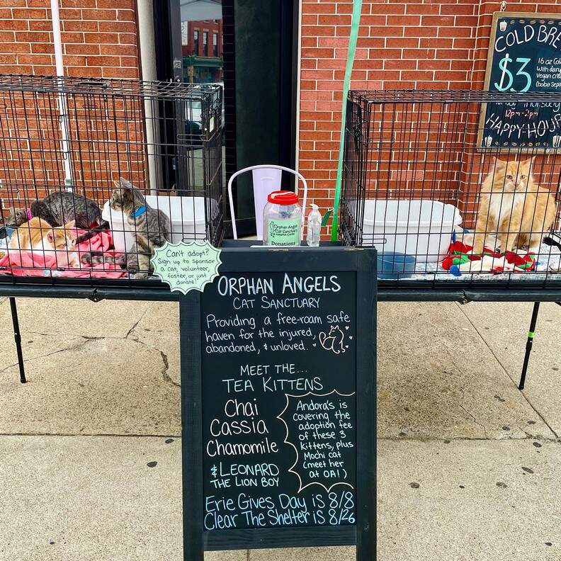 Andora's Bubble Tea Shop - Erie, PA