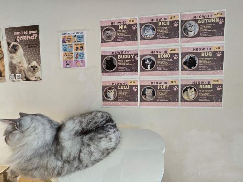 Lazy Cat Cafe - Scarborough, ON menu_pic
