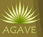 Agave photo