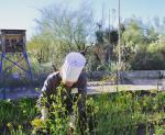 Tohono Chul Garden Bistro photo