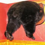 Bear A Bar & Grille photo