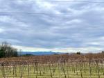 Marked Tree Vineyard photo